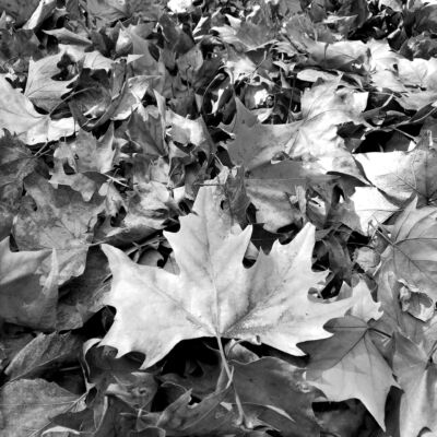 Labor Hospitalaria - Panorámica bíblica del cuidado