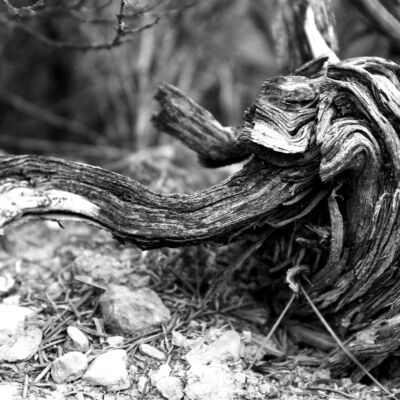 Labor Hospitalaria - Morir humanamente