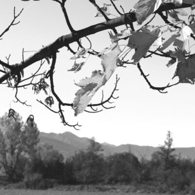 Labor Hospitalaria - Principios éticos