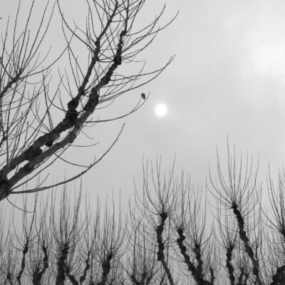 Deseo de Muerte Anticipada - Desejo antecipado de morte