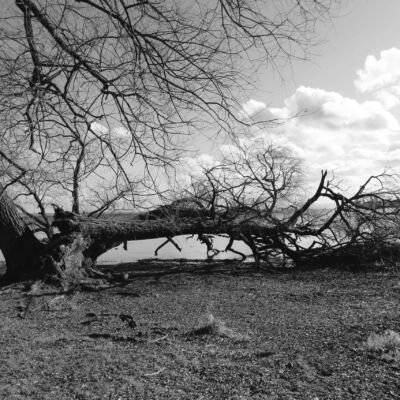 Labor Hospitalaria - sedación paliativa